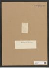 Diatomeae indet. Zeichnungen Sammlung Grunow Nr. 6440 (NHMW-BOT-W0375130)